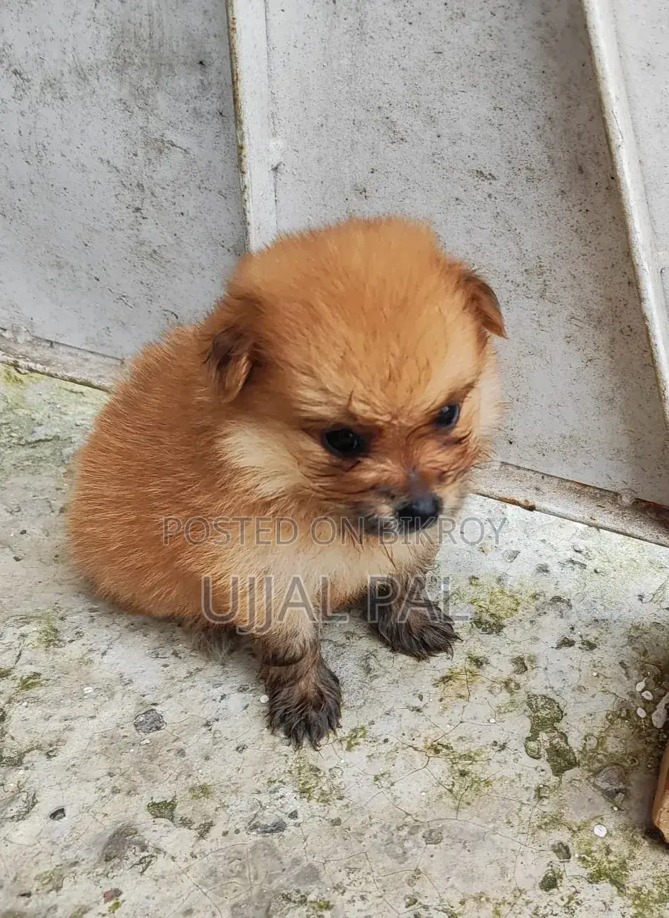 1-3 Months Male Purebred Pomeranian