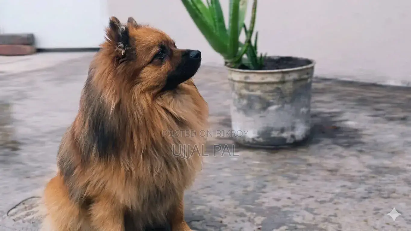 1-3 Months Male Purebred Pomeranian
