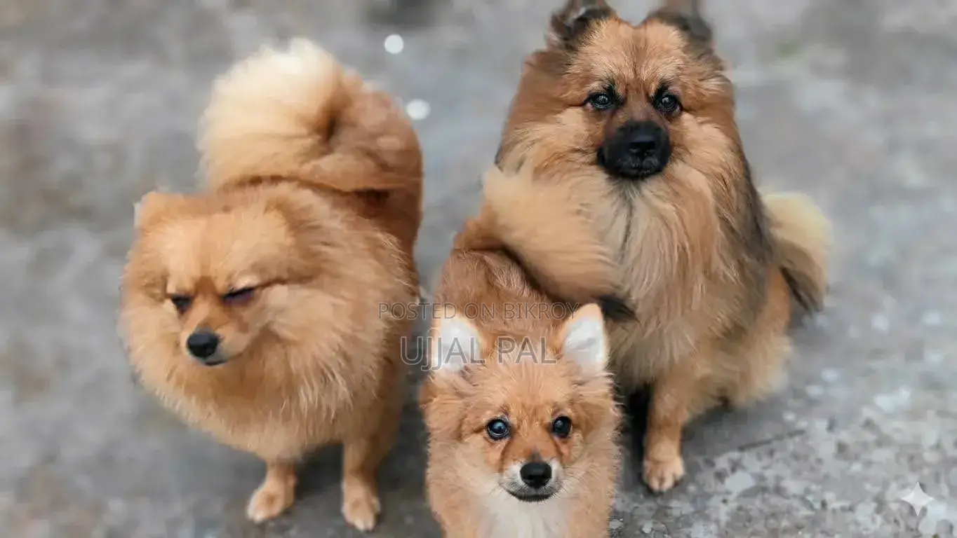1-3 Months Male Purebred Pomeranian