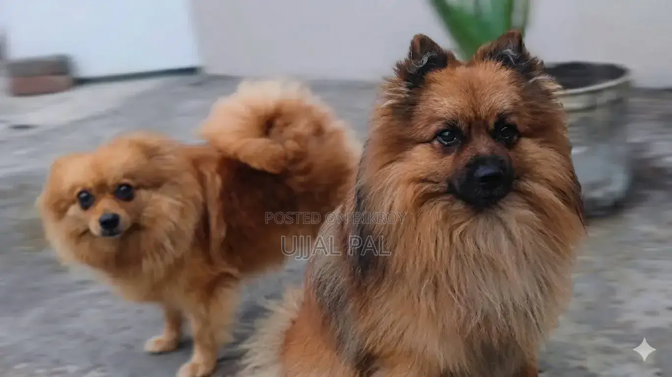1-3 Months Male Purebred Pomeranian