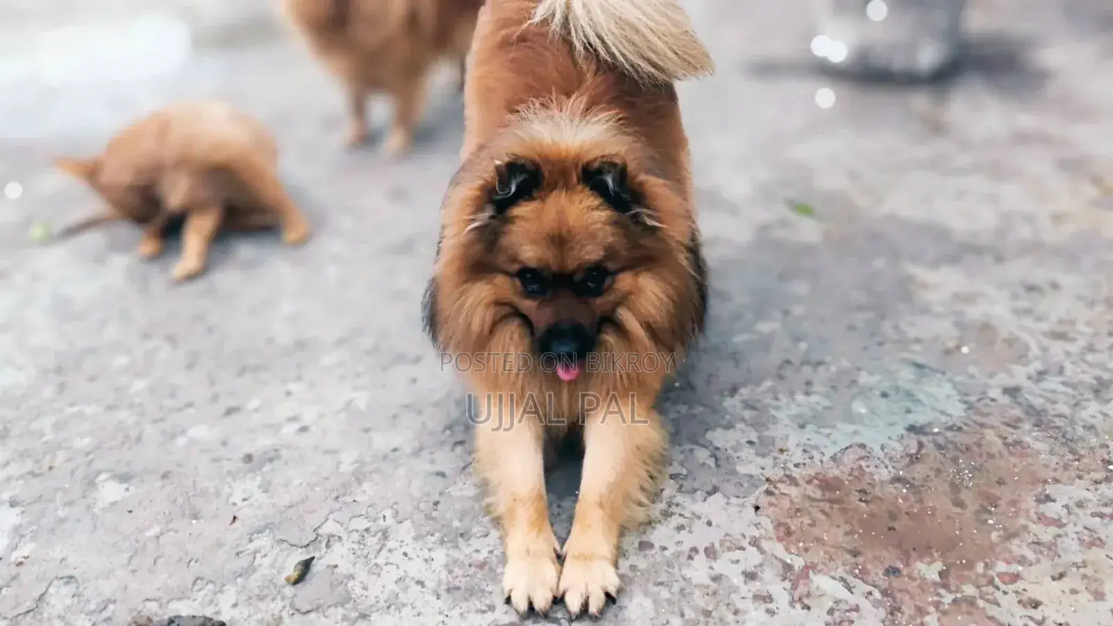 1-3 Months Male Purebred Pomeranian