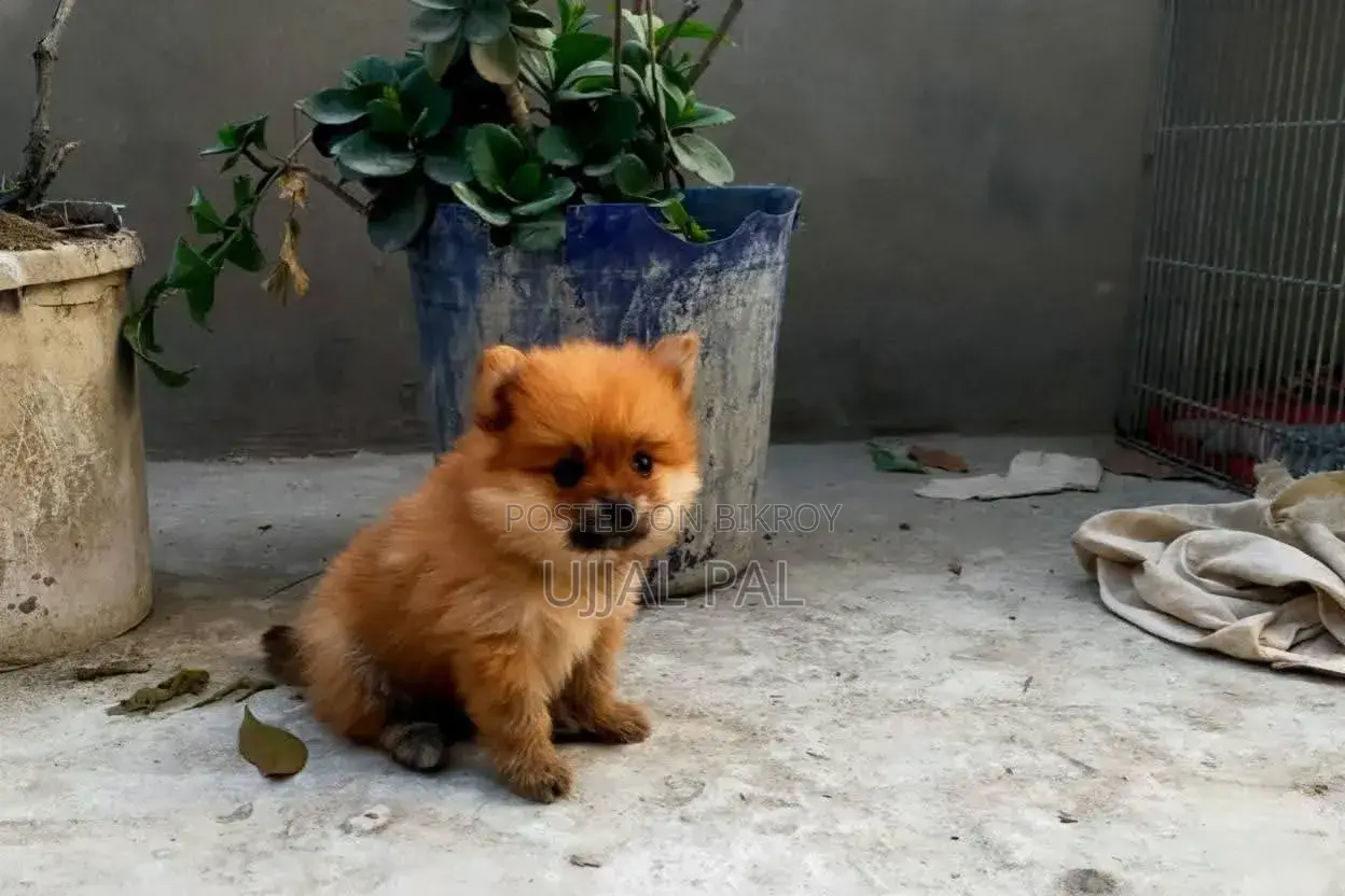 1-3 Months Male Purebred Pomeranian