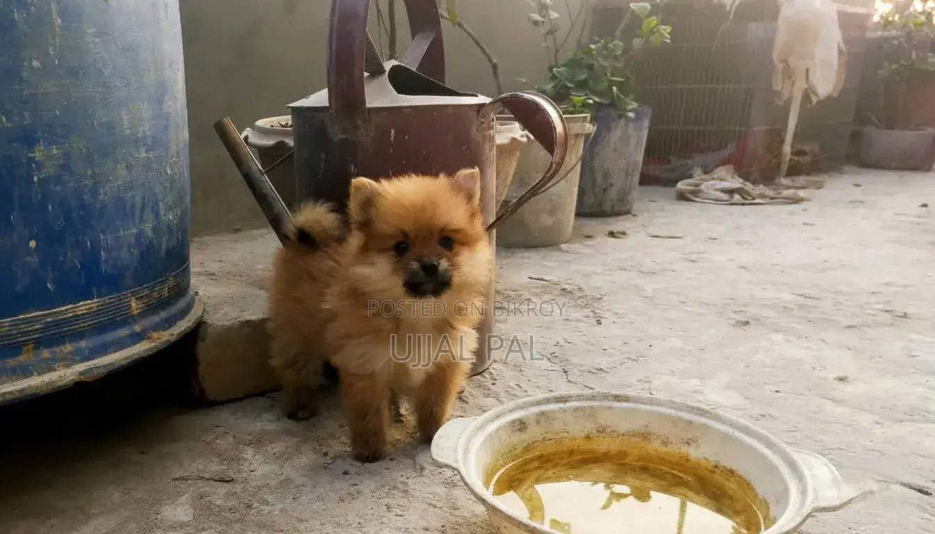 1-3 Months Male Purebred Pomeranian