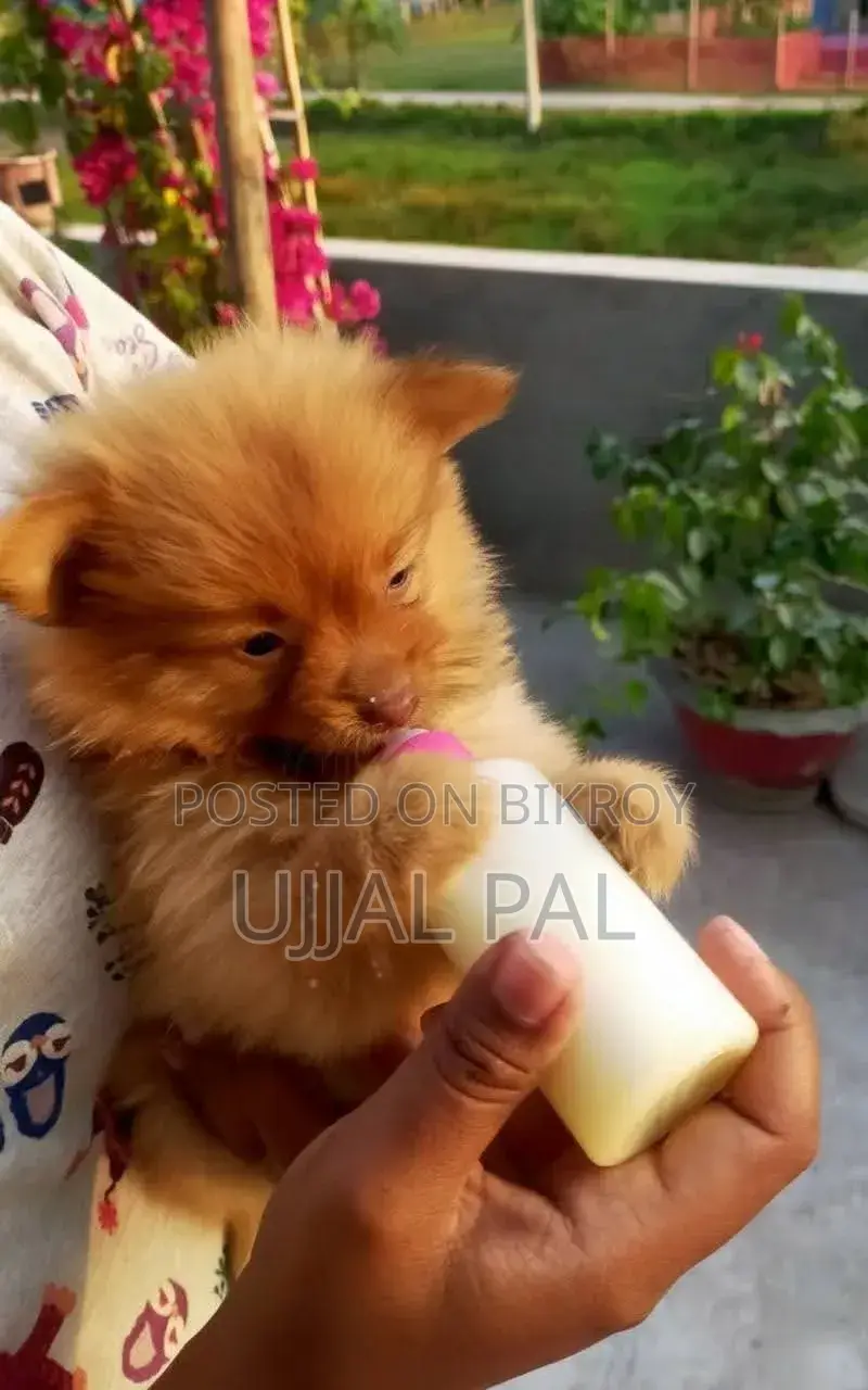 1-3 Months Male Purebred Pomeranian