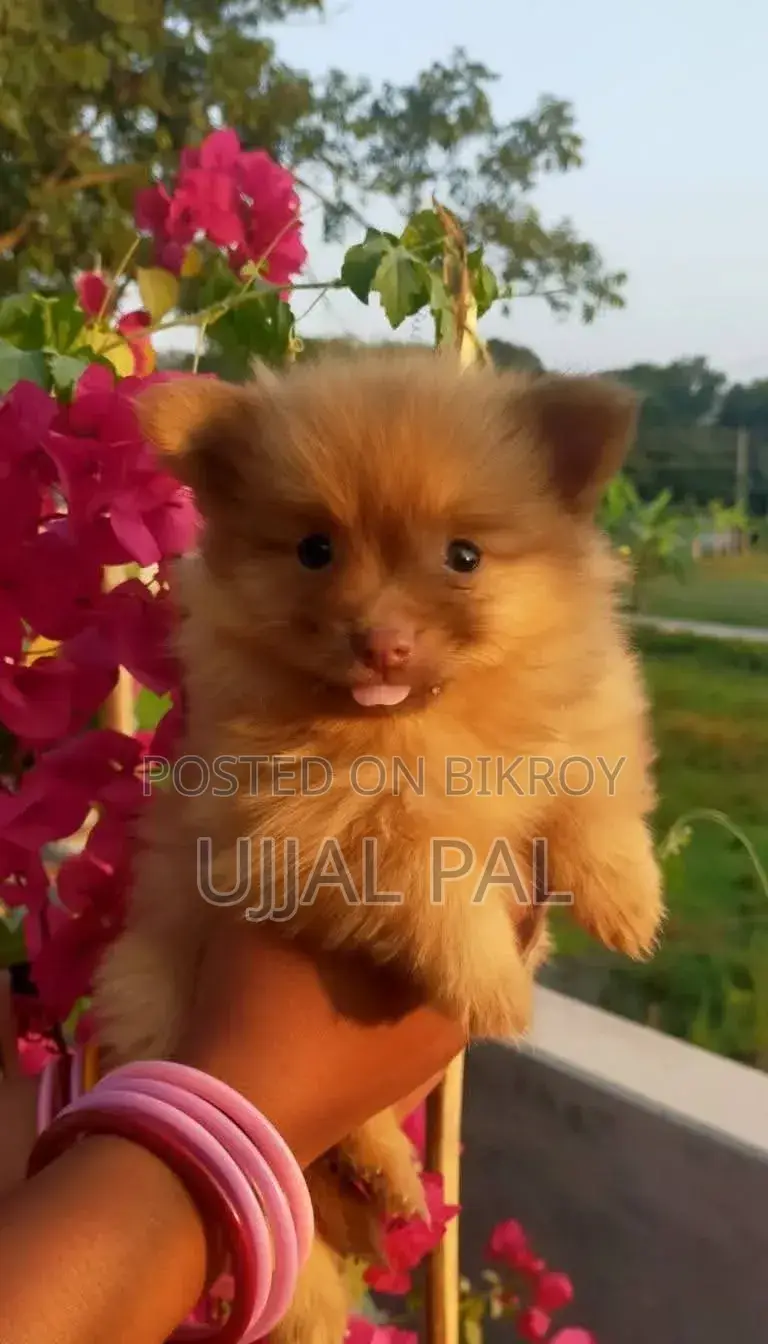 1-3 Months Male Purebred Pomeranian