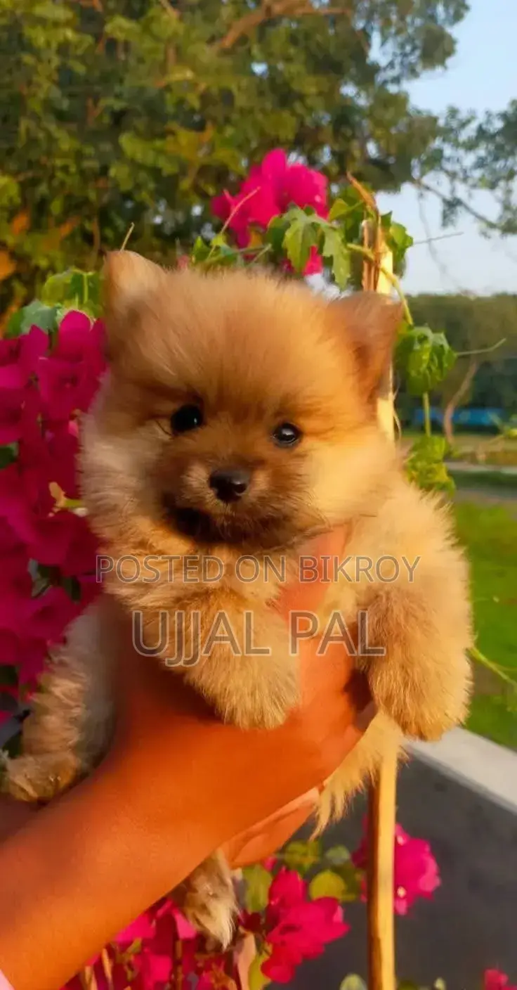 1-3 Months Male Purebred Pomeranian