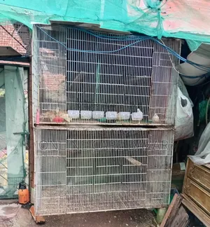 ঢাপরি বিক্রির জন্য