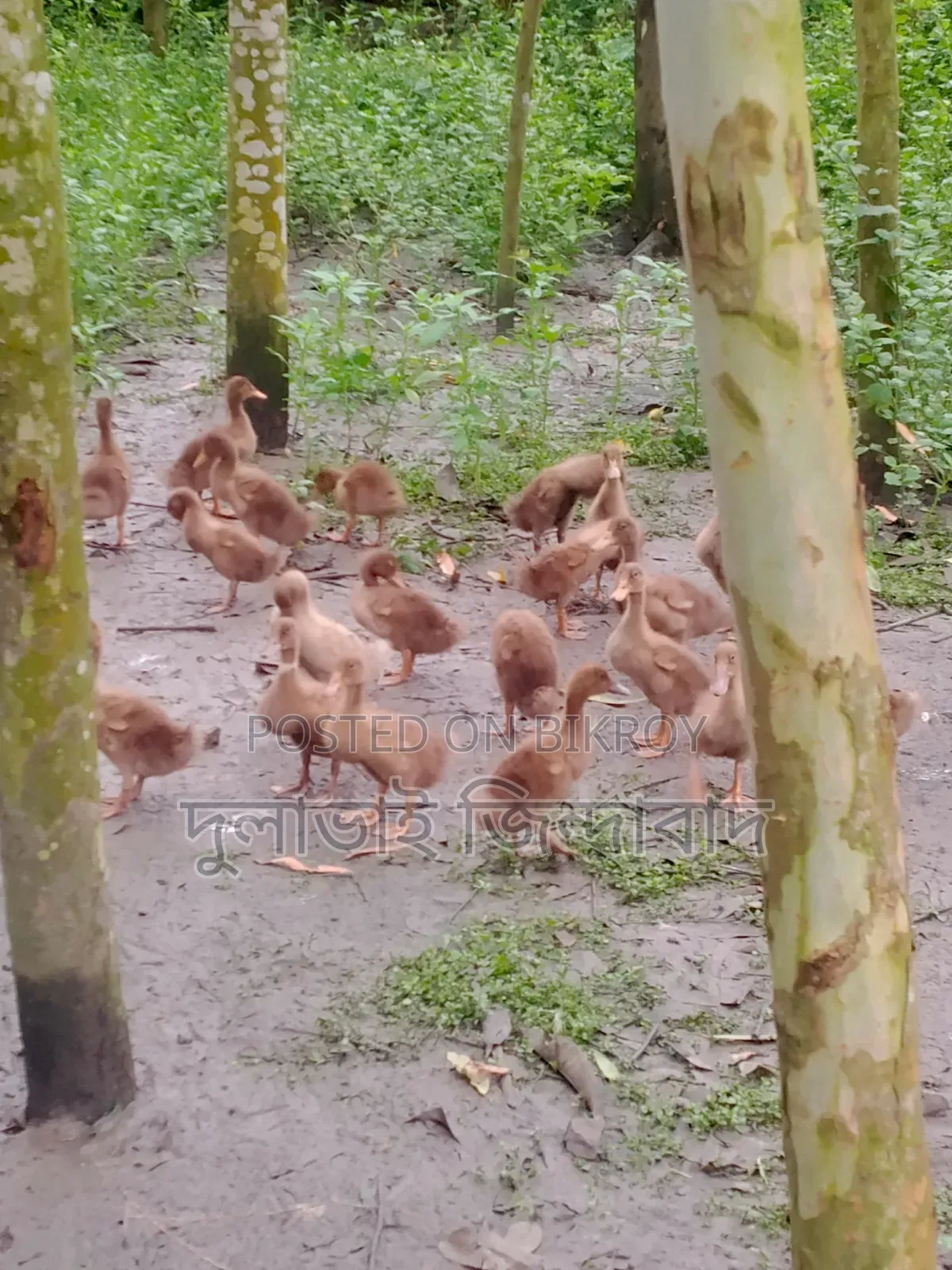 ২ মাসিয়া দেশি হাসের বাচ্চা