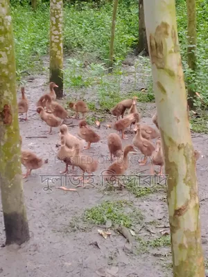 2-Month-Old Native Ducklings