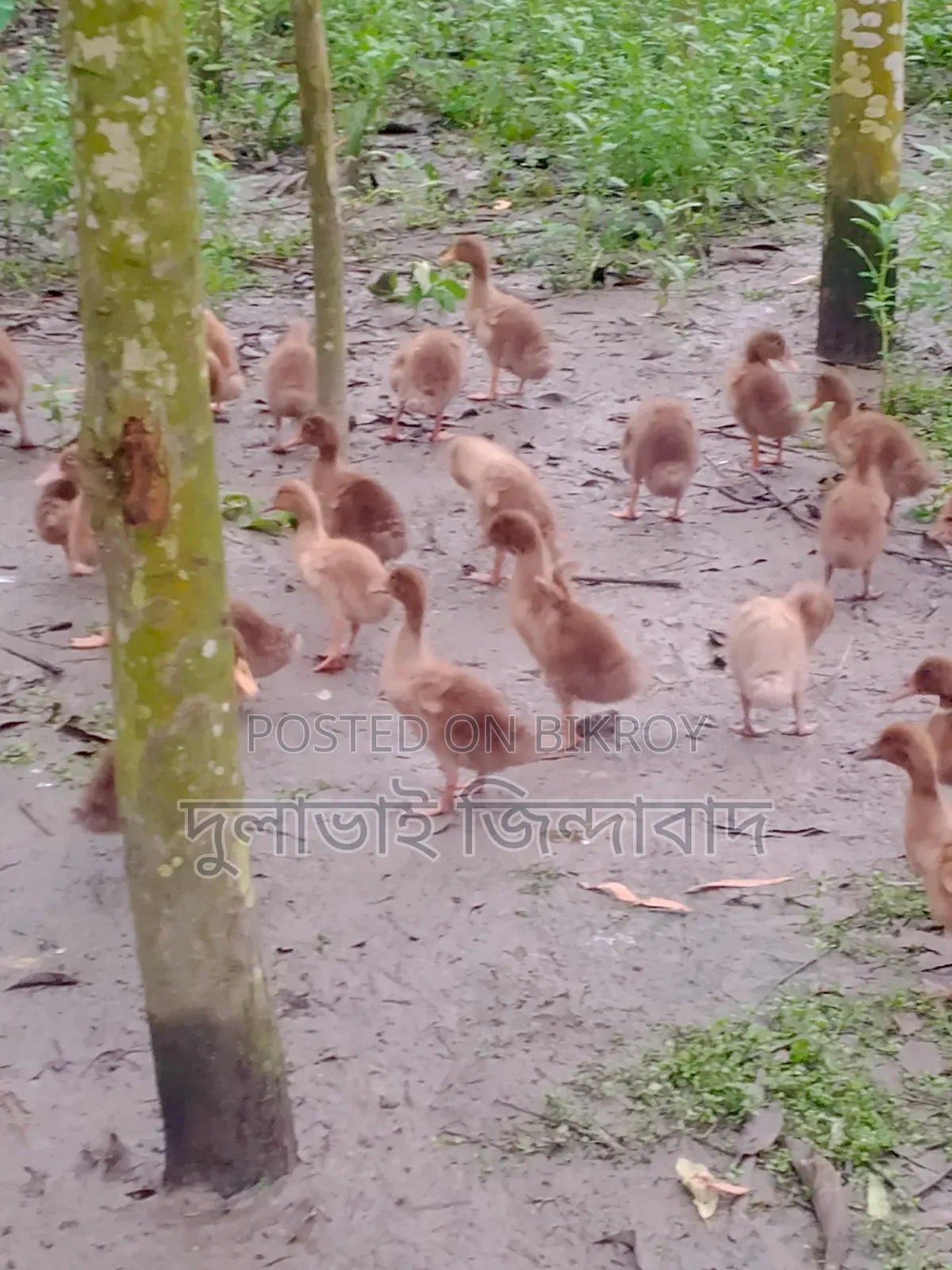 ২ মাসিয়া দেশি হাসের বাচ্চা