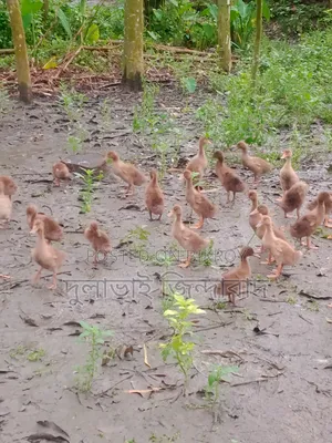 ২ মাসিয়া দেশি হাসের বাচ্চা