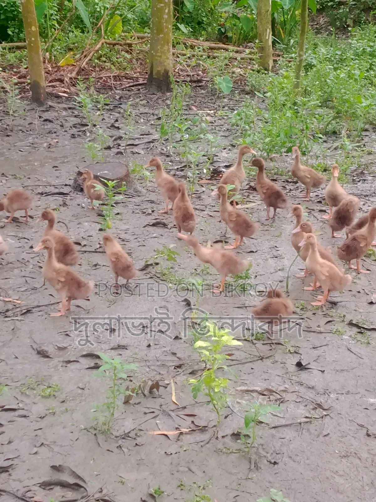 ২ মাসিয়া দেশি হাসের বাচ্চা