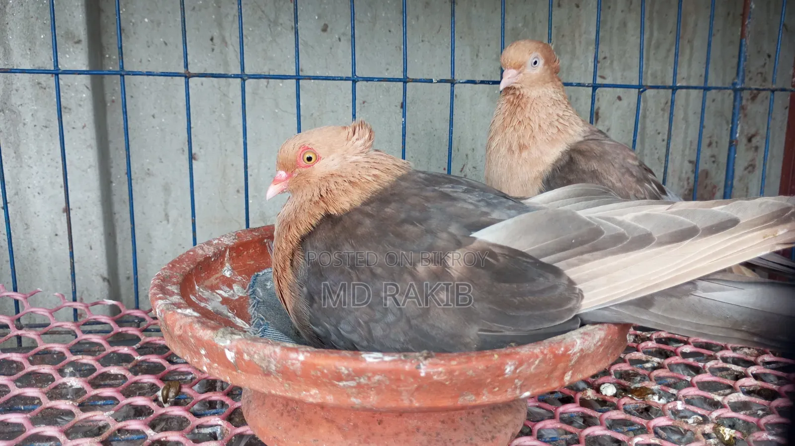 মাস্টার পেয়ার সোয়া চন্দন ডিম সহ