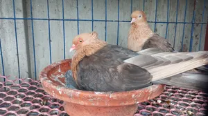 মাস্টার পেয়ার সোয়া চন্দন ডিম সহ