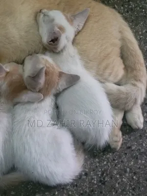 ১-৩ মাস বয়সী মাদি মিক্সড ব্রিড বেঙ্গল