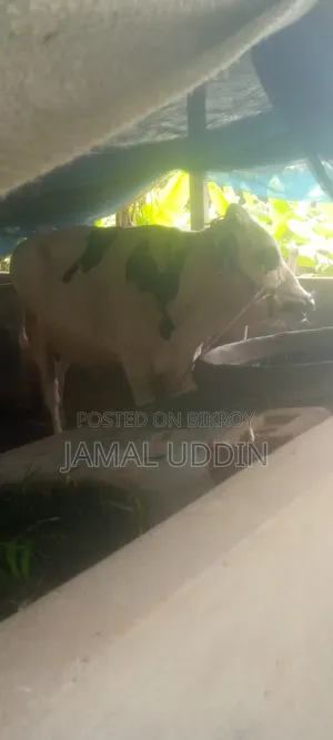 অস্ট্রেলিয়ান ফিজিয়ান নয় মাসের সার বাছুর বিক্রি হবে