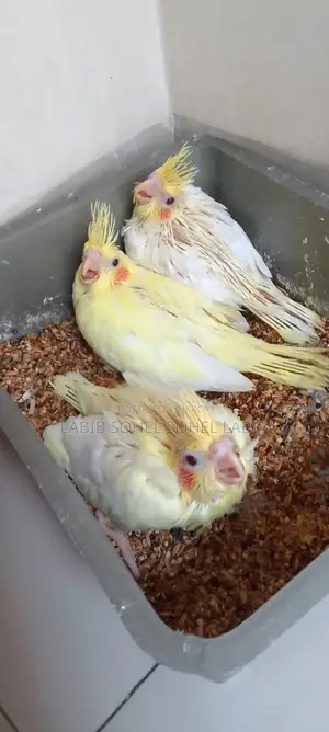 ককাটেল। লুটিনো জেপি