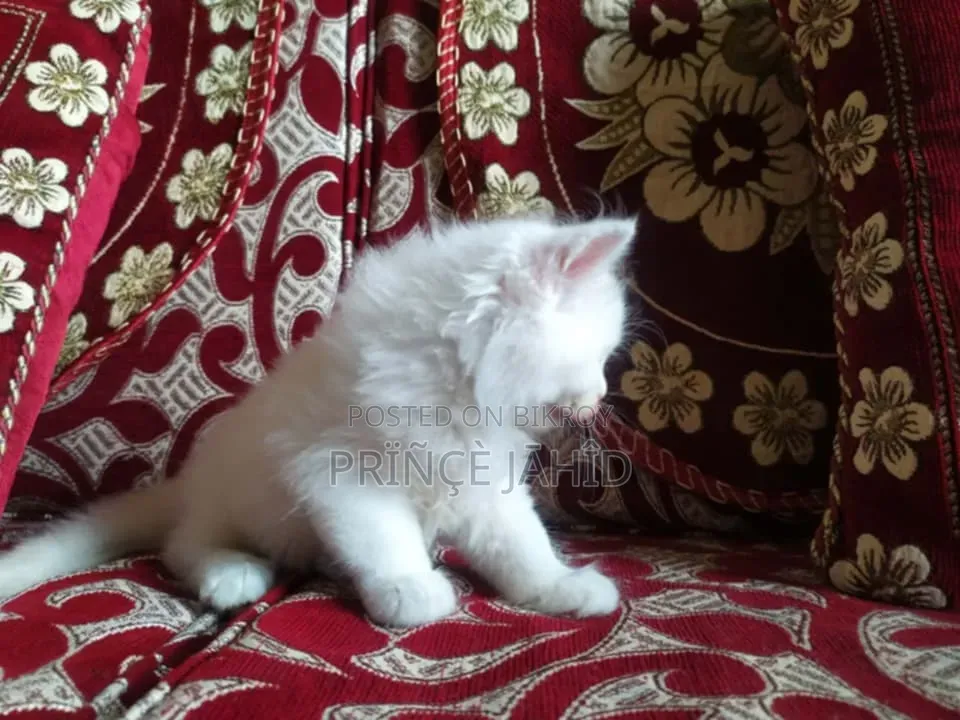 1-3 Months Female Purebred Persian