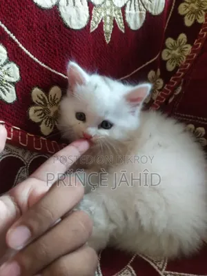 1-3 Months Female Purebred Persian