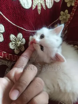 1-3 Months Female Purebred Persian