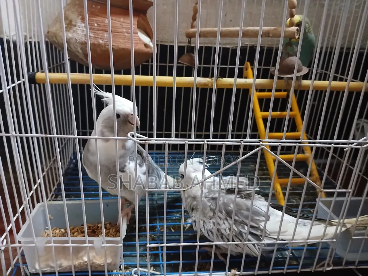 2 Cockatoo (Male Female) Bird 1 Love Bird (With Cage)