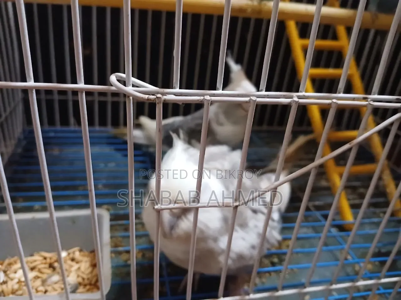 2 Cockatoo (Male Female) Bird 1 Love Bird (With Cage)