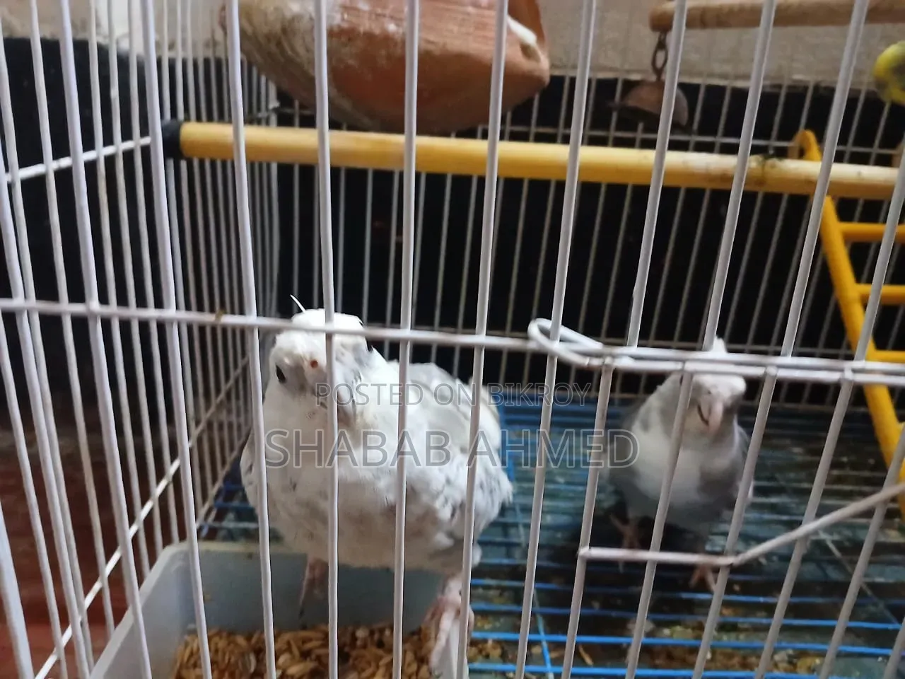 2 Cockatoo (Male Female) Bird 1 Love Bird (With Cage)
