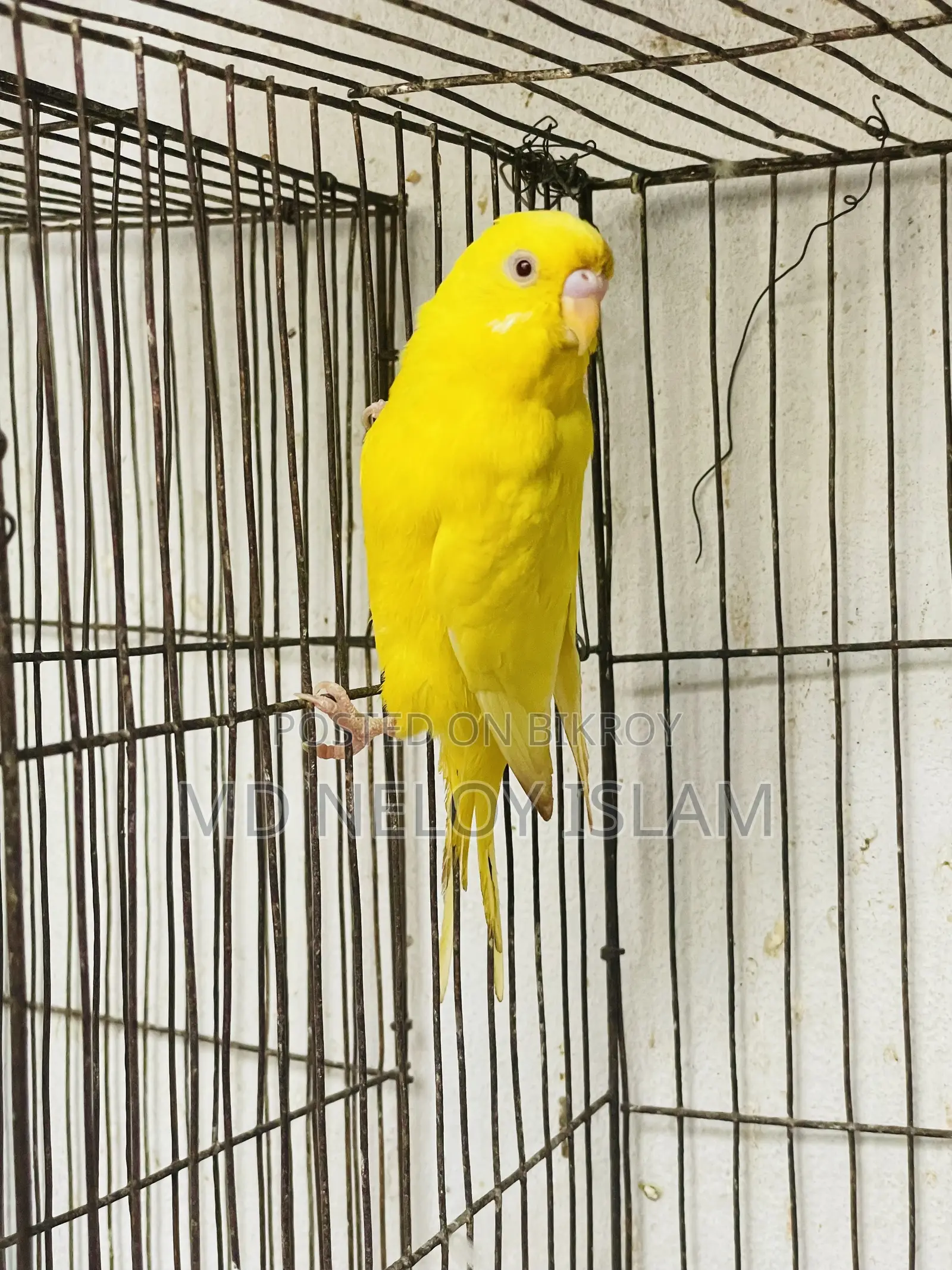 Budgie (Budgerigar bird)