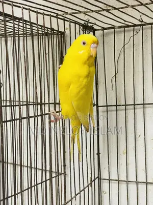 Budgie (Budgerigar bird)