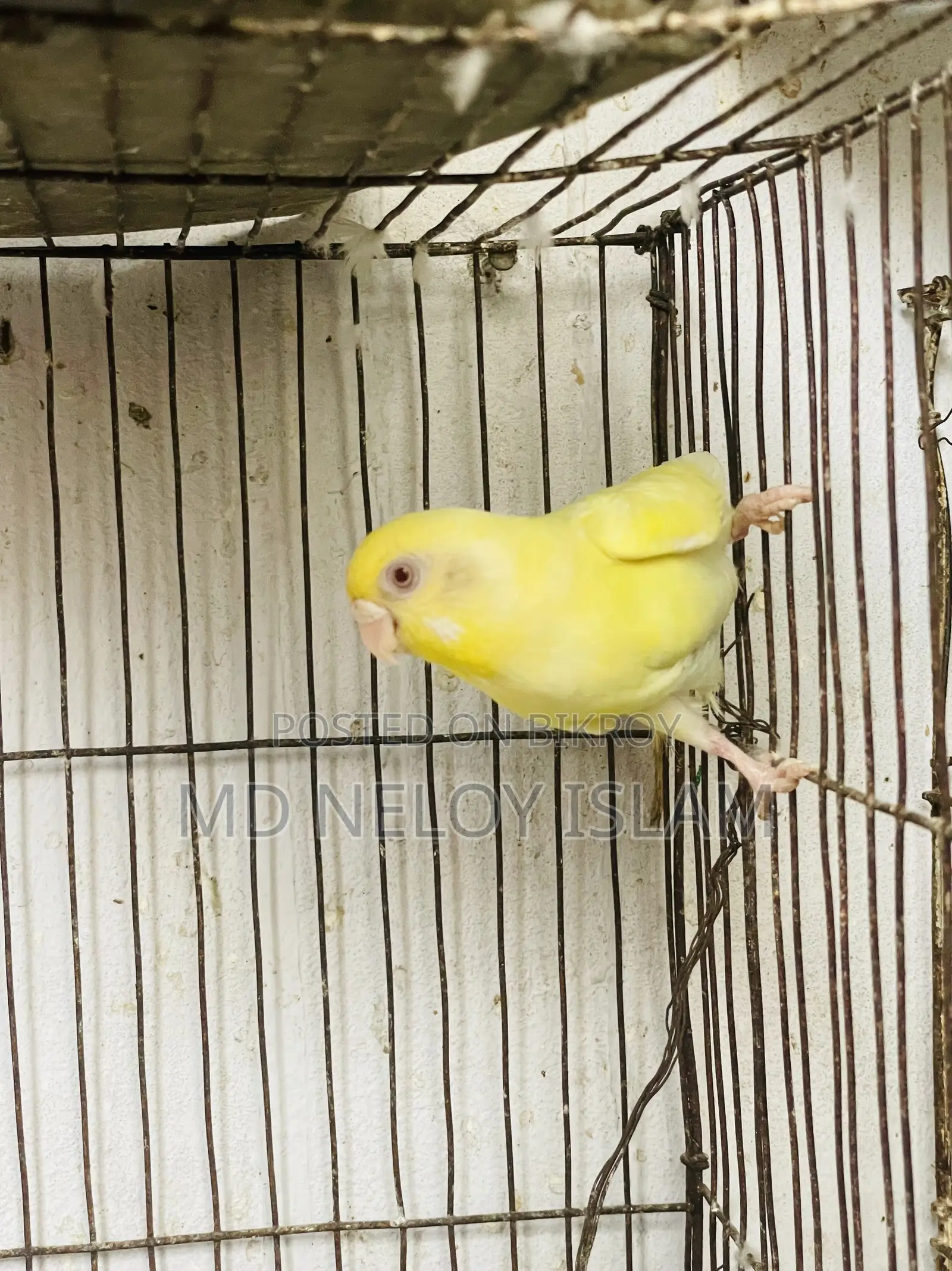 Budgie (Budgerigar bird)