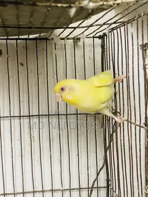 Budgie (Budgerigar bird)
