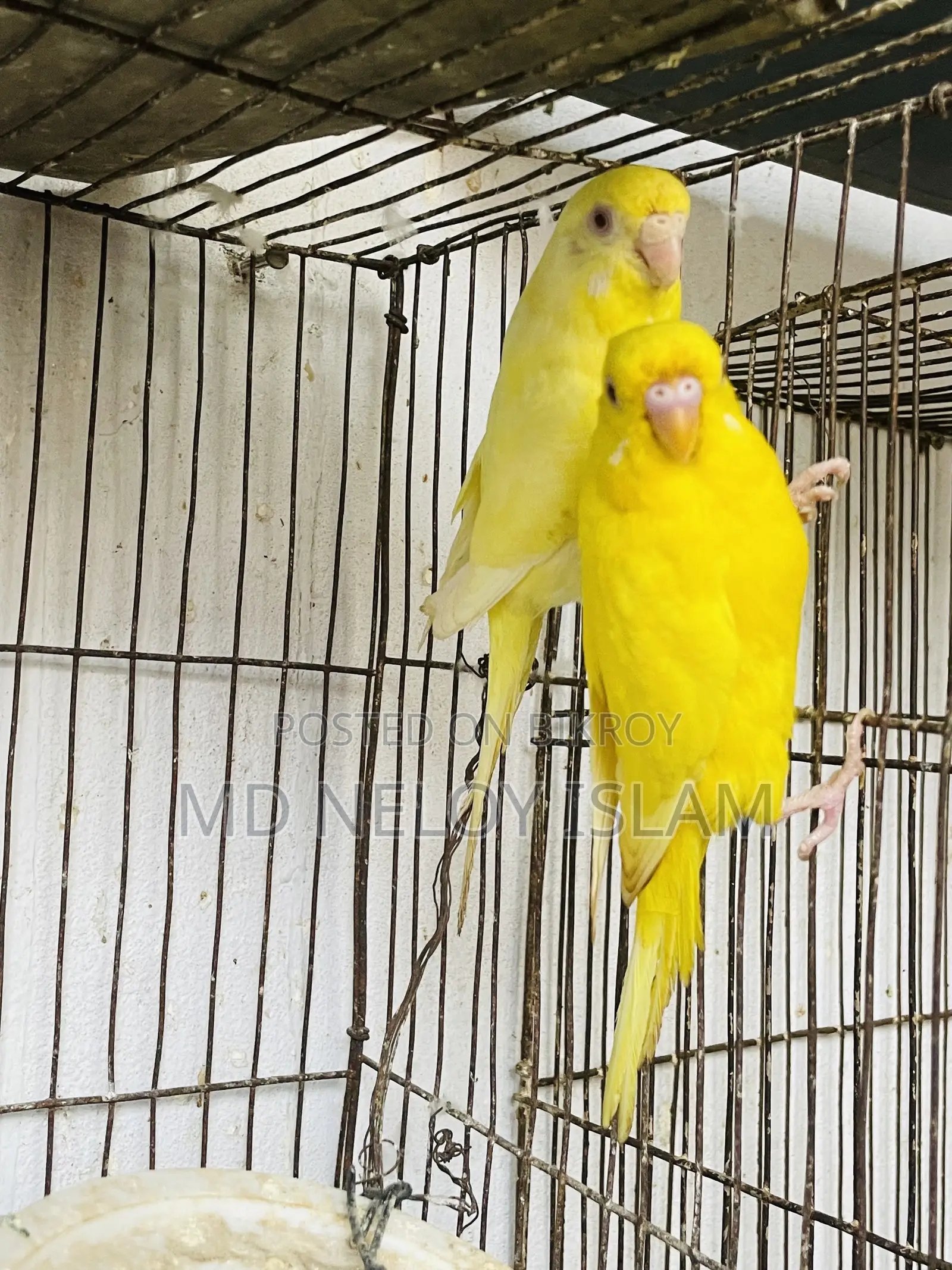 Budgie (Budgerigar bird)