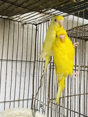 Budgie (Budgerigar bird)