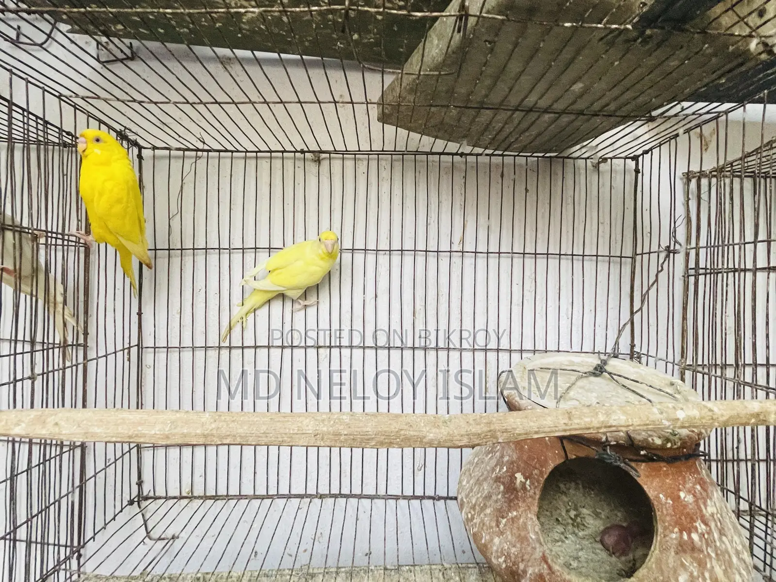 Budgie (Budgerigar bird)