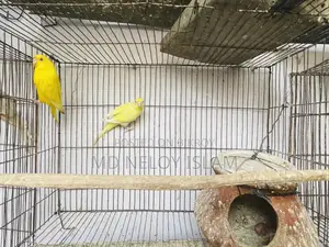 Budgie (Budgerigar bird)
