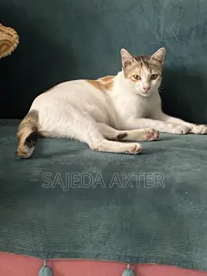1+ Year Female Mixed Breed Cat