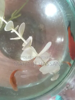 Platy Fish
