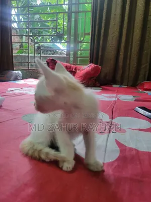 1-3 Months Female Purebred Bengal