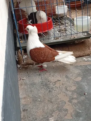 Good Pigeon Saddle Male
