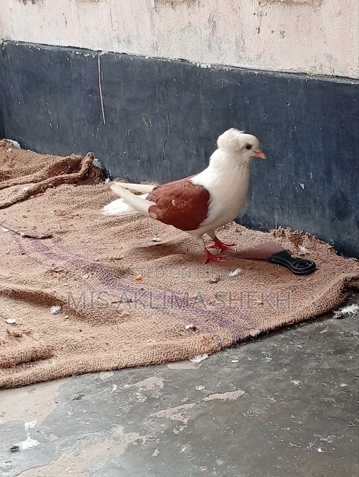 Good Pigeon Saddle Male