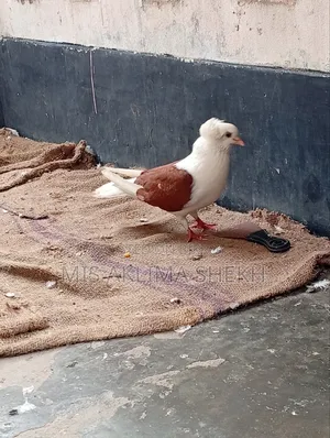 Good Pigeon Saddle Male