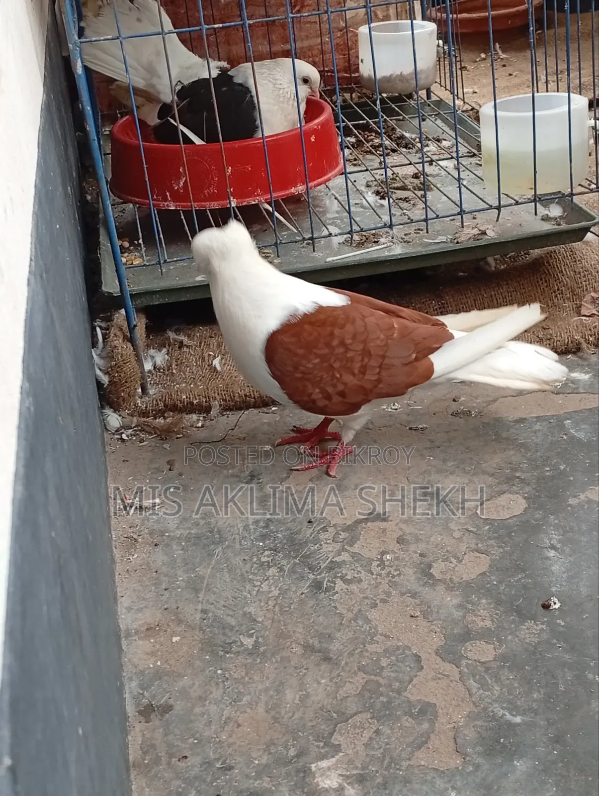 Good Pigeon Saddle Male