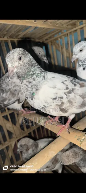 সিলভার বেবি, মিলিটারি, খাকি, জিরা গোলা