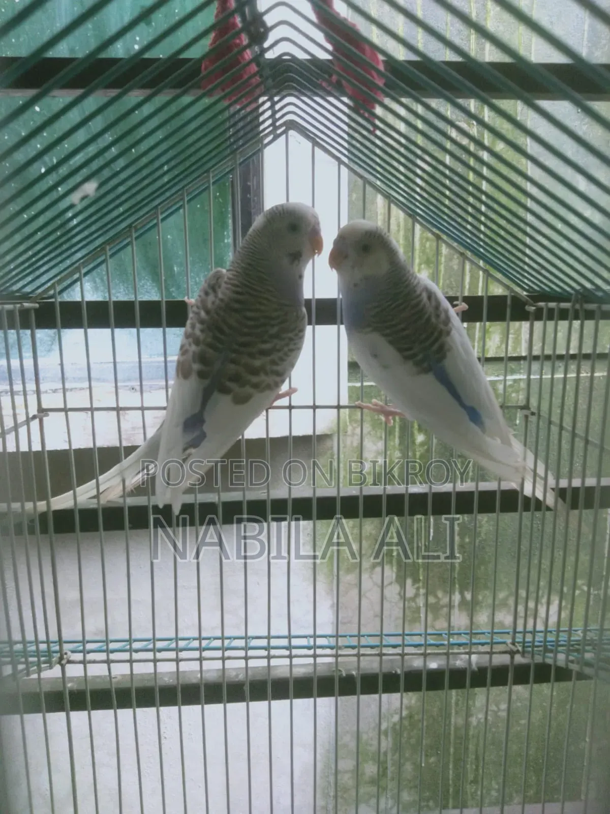 Both birds are male Budgies