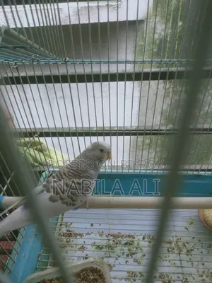 Both birds are male Budgies