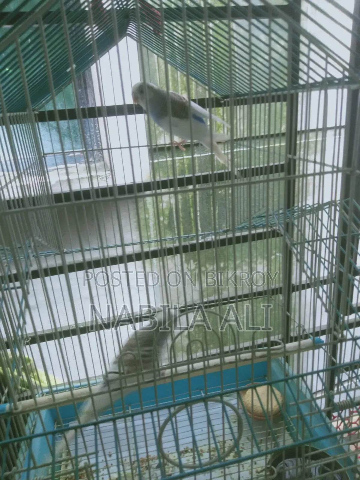 Both birds are male Budgies