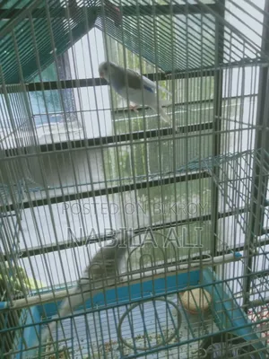 Both birds are male Budgies