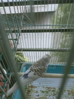 Both birds are male Budgies