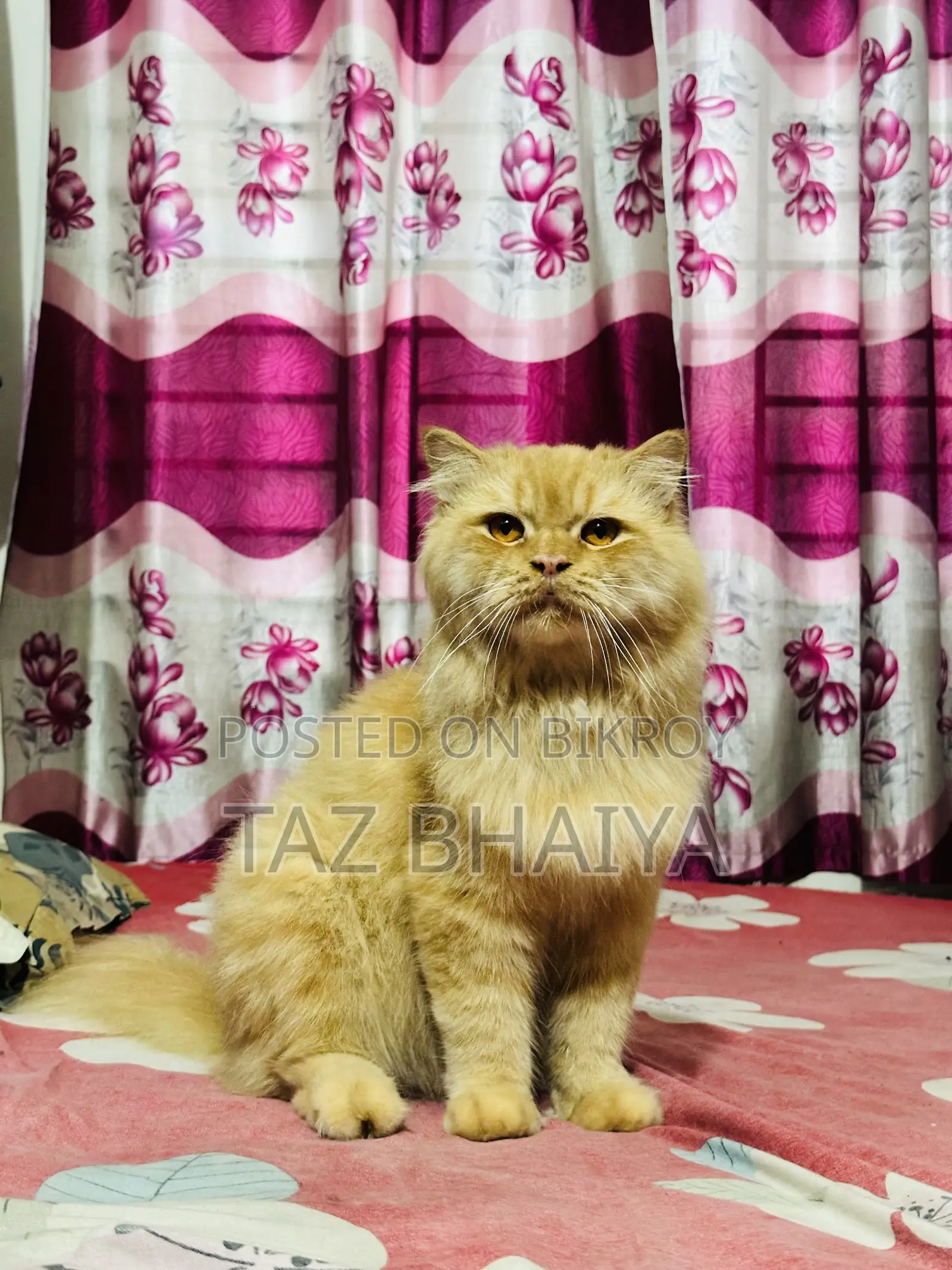 1+ Year Male Purebred Persian