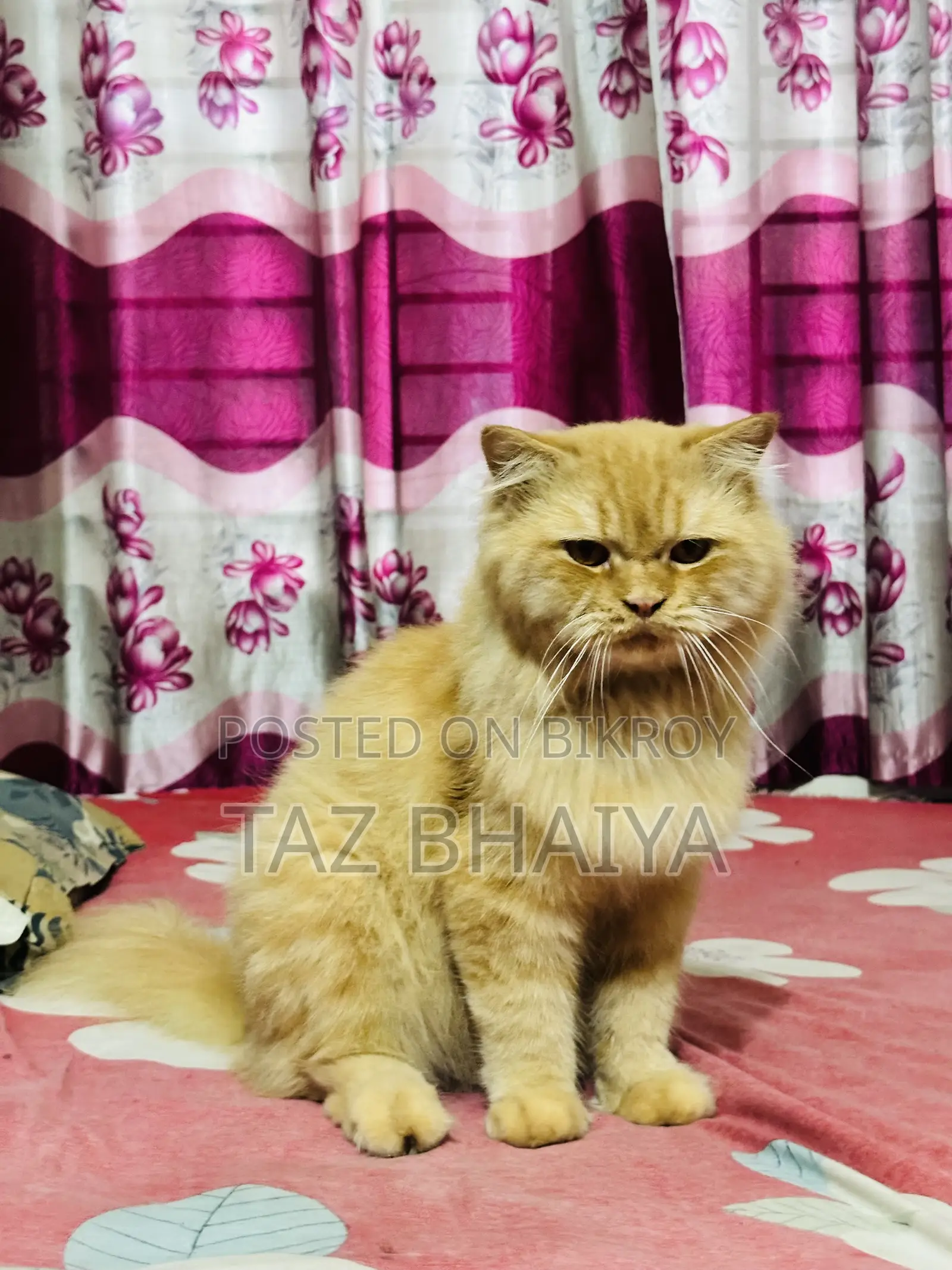 1+ Year Male Purebred Persian
